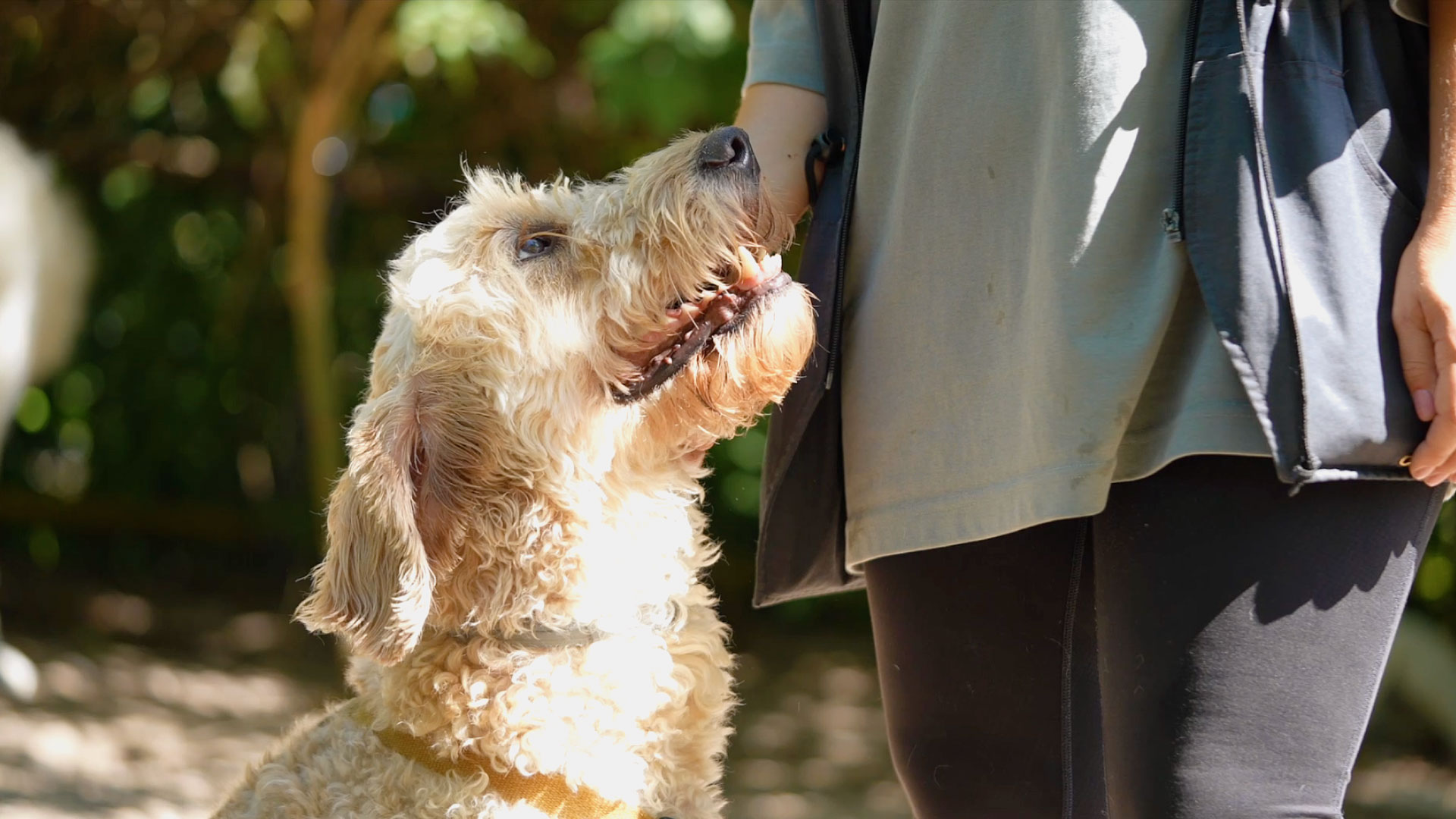 Hund schaut hoch zu seinem Herrchen