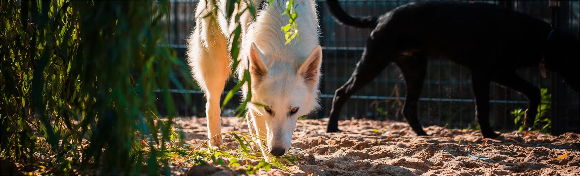 Hund schnüffelt über den Boden